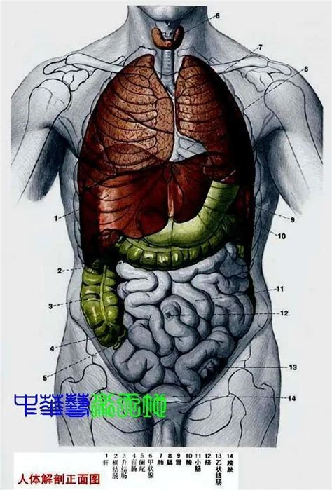 內臟有哪些|人體內臟解剖圖最全整理，教你零基礎學好內科學！